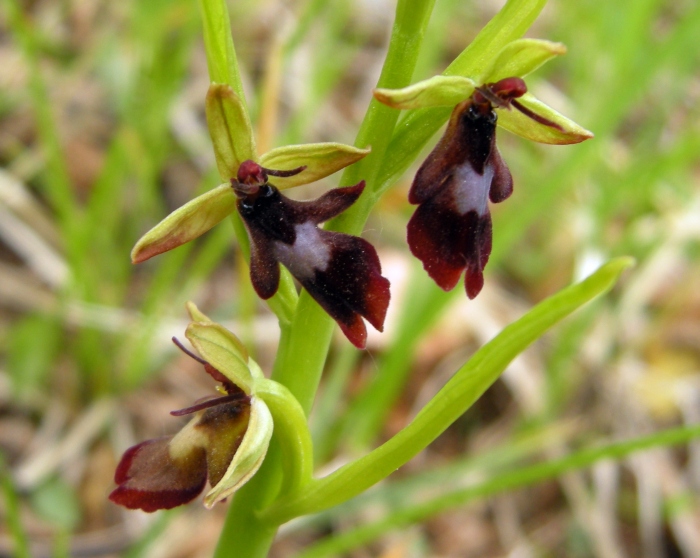Ophrys insectifera